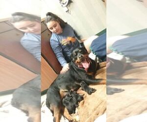 Mother of the Rottweiler puppies born on 02/22/2020
