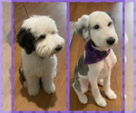 Small Photo #6 Sheepadoodle Puppy For Sale in MIRAMAR, FL, USA