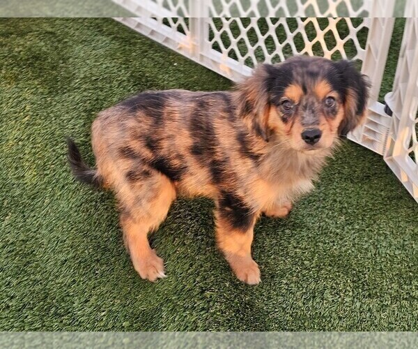 Medium Photo #15 Cavalier King Charles Spaniel-Miniature Australian Shepherd Mix Puppy For Sale in POMONA, CA, USA