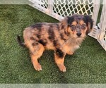 Small #1 Cavalier King Charles Spaniel-Miniature Australian Shepherd Mix