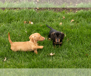 Dachshund Puppy for sale in NAPPANEE, IN, USA