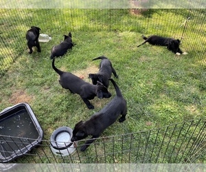Belgian Malinois Puppy for sale in DENVER, CO, USA