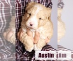 Puppy Austin Bernedoodle (Miniature)