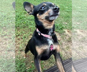 Chihuahua Dogs for adoption in Lexington Park, MD, USA