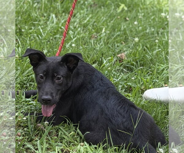 Medium Photo #4 Mutt Puppy For Sale in Yardley, PA, USA