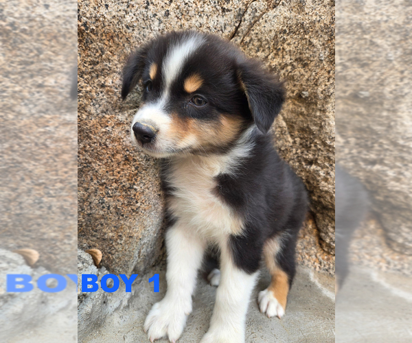 Medium Photo #2 Australian Cattle Dog Puppy For Sale in BANNING, CA, USA
