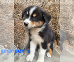 Small #1 Australian Cattle Dog