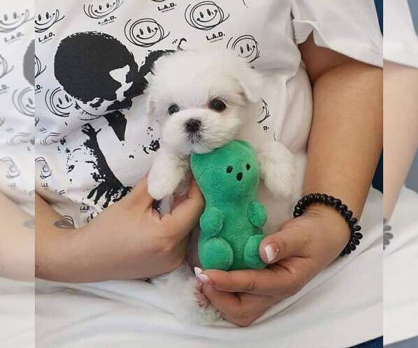 Medium Photo #3 Maltese Puppy For Sale in CLERMONT, FL, USA