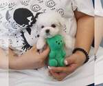 Small #2 Maltese