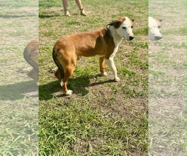 Medium Photo #3 Mutt Puppy For Sale in Shelburne, VT, USA