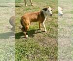 Small #2 Mutt