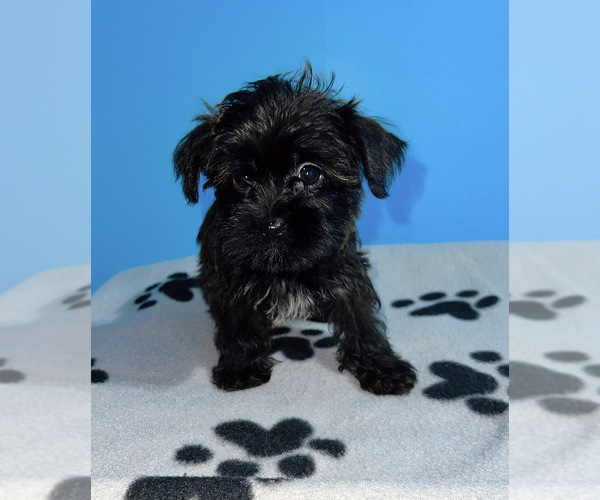Medium Photo #1 Shorkie Tzu Puppy For Sale in RUTHER GLEN, VA, USA
