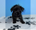 Small Photo #1 Shorkie Tzu Puppy For Sale in RUTHER GLEN, VA, USA