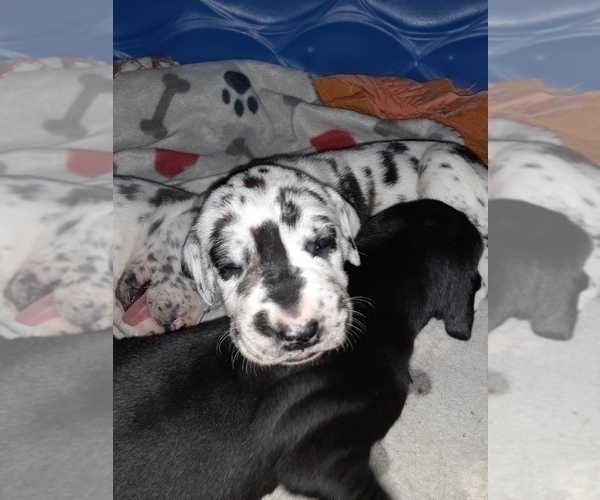 Medium Photo #1 Great Pyredane-Labany Mix Puppy For Sale in ESTACADA, OR, USA