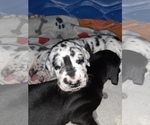 Small Photo #1 Great Pyredane-Labany Mix Puppy For Sale in ESTACADA, OR, USA
