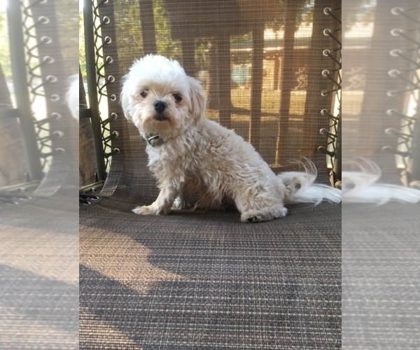 Medium Photo #1 Maltese Puppy For Sale in SALEM, MO, USA
