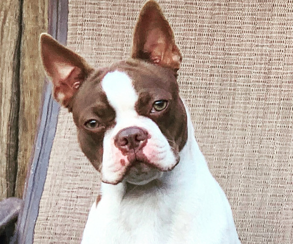 Medium Photo #1 Boston Terrier Puppy For Sale in TULARE, CA, USA