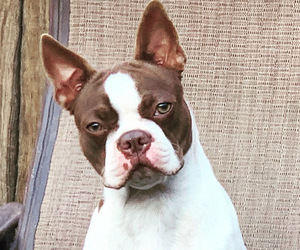 Mother of the Boston Terrier puppies born on 04/30/2026