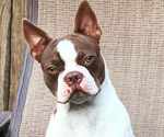 Small Photo #1 Boston Terrier Puppy For Sale in TULARE, CA, USA