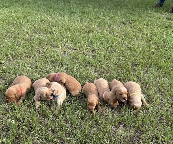 Medium Photo #2 Golden Retriever Puppy For Sale in EAST DUBLIN, GA, USA