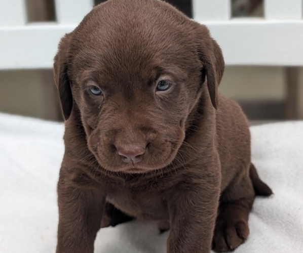 Medium Photo #65 Labrador Retriever Puppy For Sale in GOSHEN, IN, USA