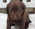 Small #5 Labrador Retriever