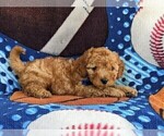 Small Photo #3 Cock-A-Poo-Poodle (Miniature) Mix Puppy For Sale in OXFORD, PA, USA