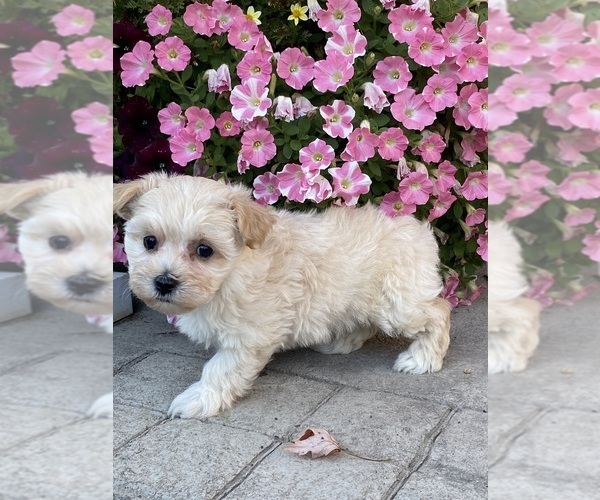 Medium Photo #4 Maltipoo Puppy For Sale in CANOGA, NY, USA