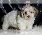 Small #3 Maltipoo