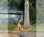 Small #11 Australian Shepherd Mix