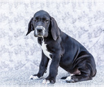 Puppy Davis Great Dane