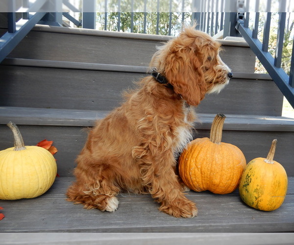 Medium Photo #5 Cavapoo Puppy For Sale in MILLERSBURG, OH, USA