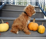 Small Photo #5 Cavapoo Puppy For Sale in MILLERSBURG, OH, USA