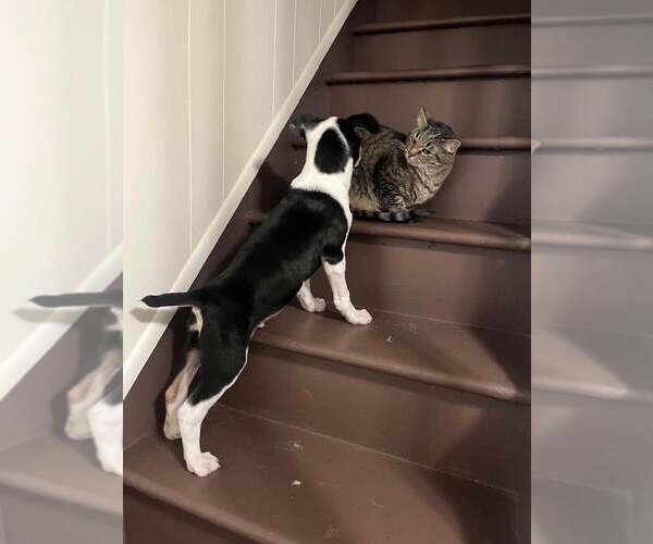 Medium Photo #7 Jack Russell Terrier-Unknown Mix Puppy For Sale in New York, NY, USA