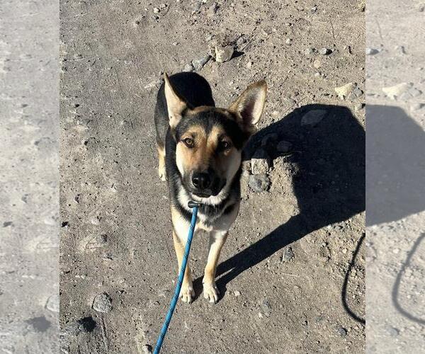 Medium Photo #5 Australian Kelpie-German Shepherd Dog Mix Puppy For Sale in Incline Village, NV, USA