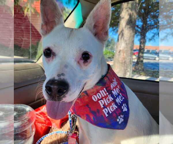 Medium Photo #1 Mutt Puppy For Sale in St. Augustine, FL, USA