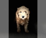 Small #7 Goldendoodle (Miniature)