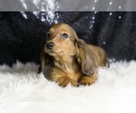 Small #3 Dachshund