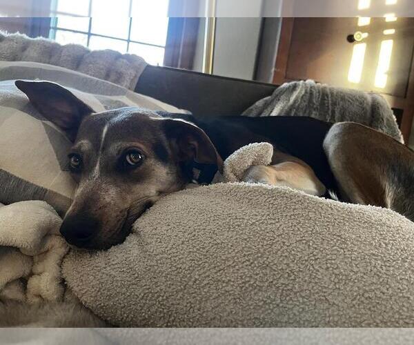 Medium Photo #9 Mutt Puppy For Sale in Andover, MN, USA