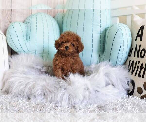 Medium Photo #2 Poodle (Toy) Puppy For Sale in FULLERTON, CA, USA