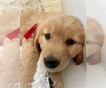 Small Photo #12 Golden Retriever Puppy For Sale in CALDWELL, ID, USA