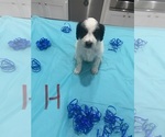Litter of 9 - Male(s) and Female(s) Bordoodle-F2 Aussiedoodle MixLitter of Puppies for Sale - Photo #8