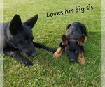 Small Photo #4 German Shepherd Dog Puppy For Sale in BLUFFTON, IN, USA