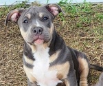 Puppy Red American Bully