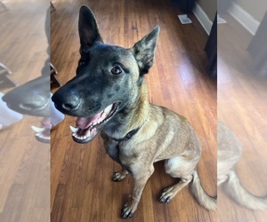 Belgian Malinois Puppy for sale in CLEVELAND, GA, USA
