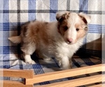 Small Photo #6 Shetland Sheepdog Puppy For Sale in FORT MORGAN, CO, USA
