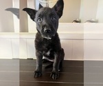 Puppy 6 Belgian Malinois-Dutch Shepherd Dog Mix