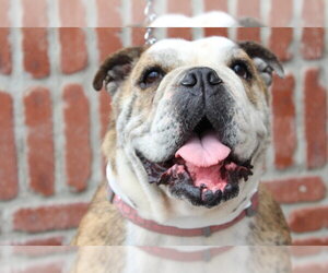 Melon - Female Bulldog Dog for Adoption - Photo #3