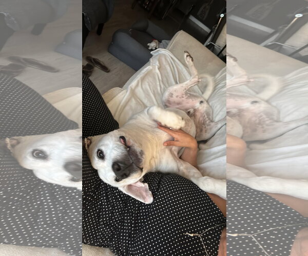 Medium Photo #2 Great Dane-Labrador Retriever Mix Puppy For Sale in Miami, FL, USA