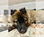 Small #19 German Shepherd Dog